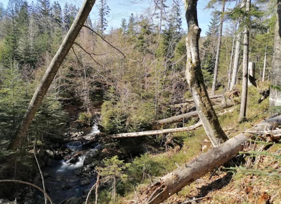Ferienwohnungen "Haus Daxberg" Idyllisch Gelegen Im Bayerischen Wald Eppenschlag Exterior photo